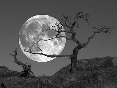 Moon night - Shaupmeyer tree full moon Wallpaper