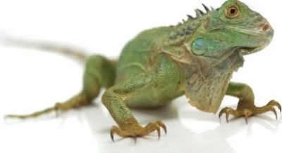 iguana Pet Picture