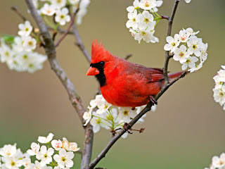 animated birds Images | Animated Gifs of Birds | Animated Bird Graphics