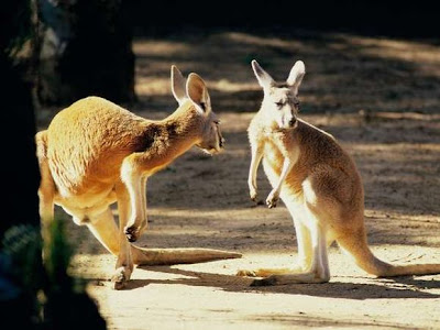 Red Kangaroos Photograph at Zoo Park