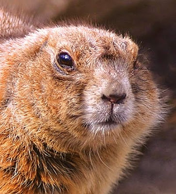 Beavers Picture