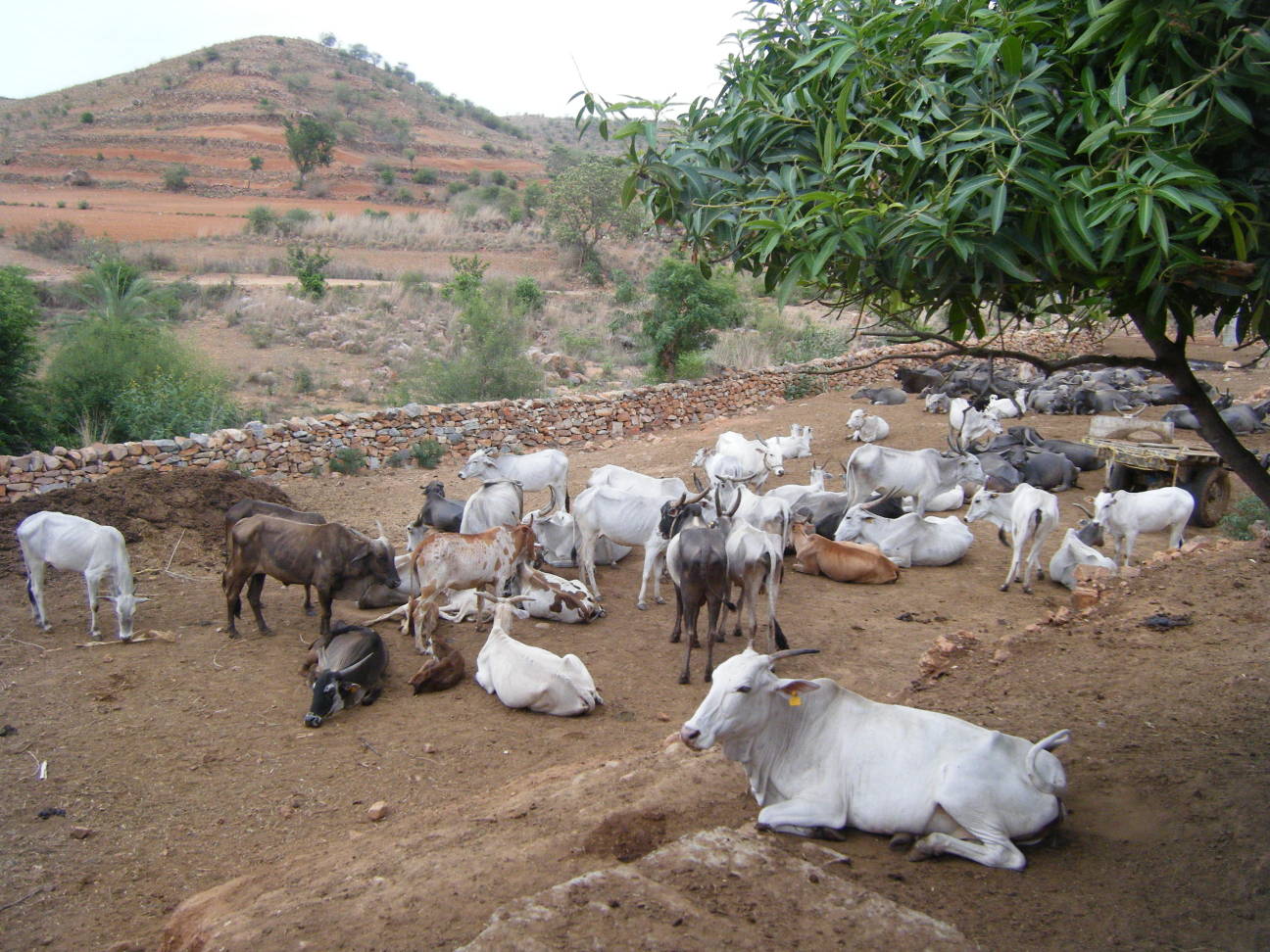 Cows From India
