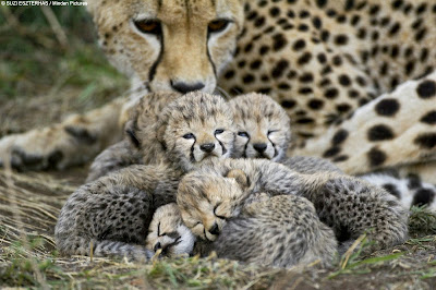 Cheetahs Cubs Picture