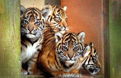 Tiger Cubs Pics