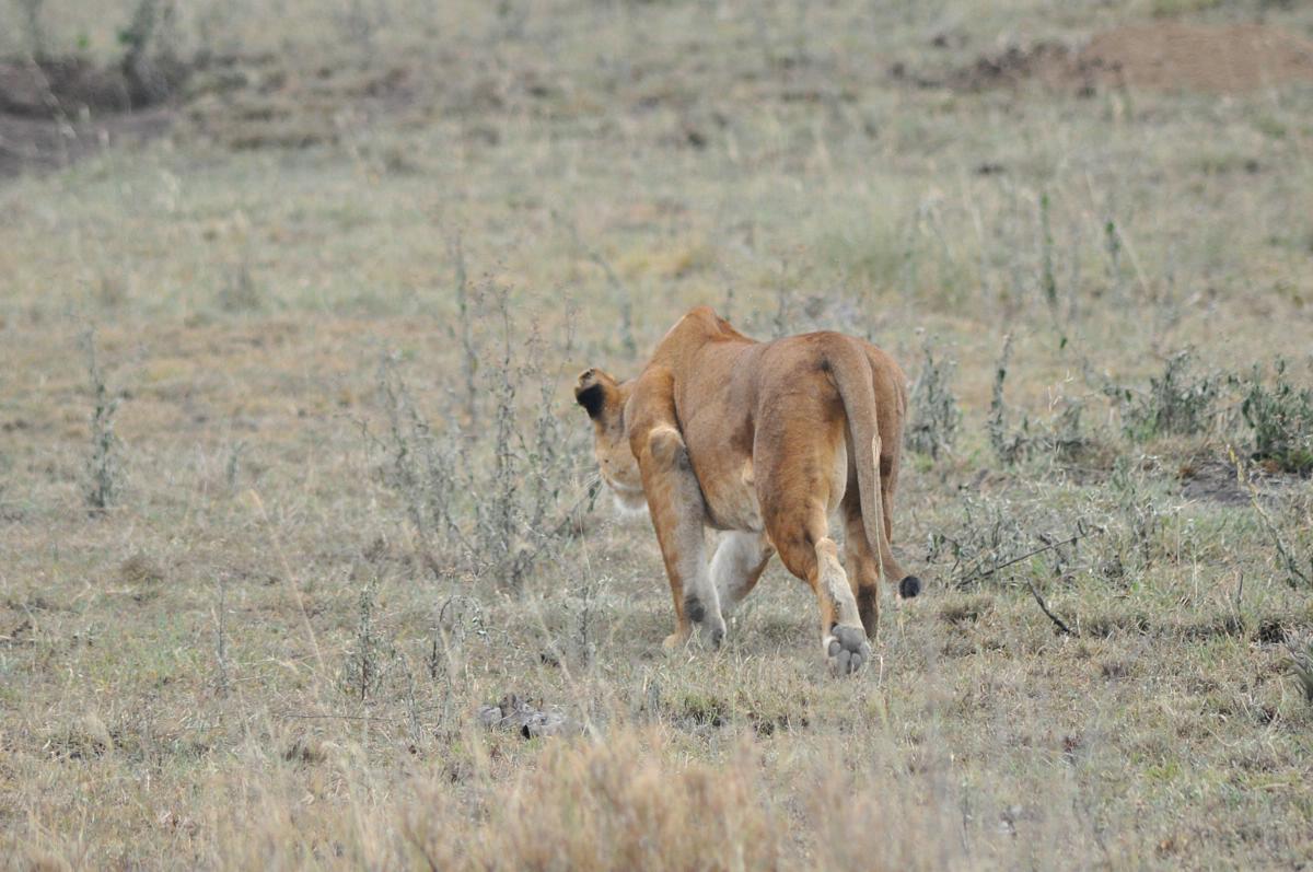 Animals Zoo Park: Lion Hunting Buffalo, Lions Hunting Buffalo Video