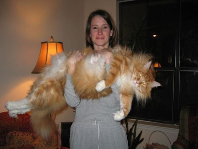 Worlds Biggest Cat Picture