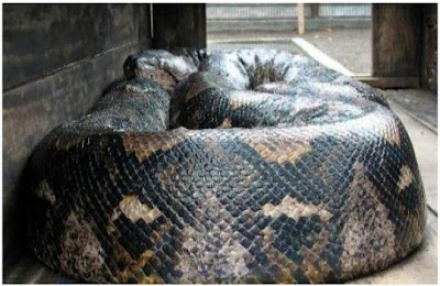 Worlds Largest Snakes Ever Picture