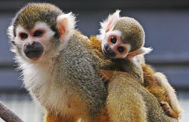 Animals Zoo Park: Pictures of Monkeys, Spider Monkey, Baby ...