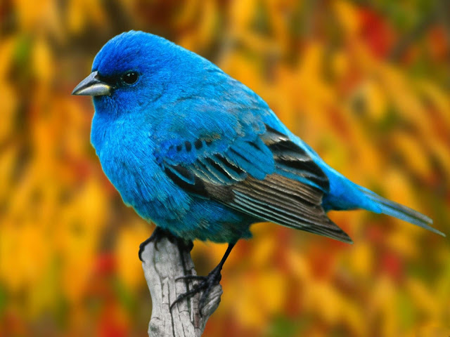 birds photos wallpaper birds photos wallpaper