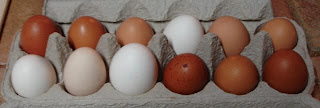 eggcellent source of protein