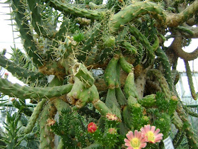 Plant Gallery Encyklopedia Roslin Cotoneaster Species And