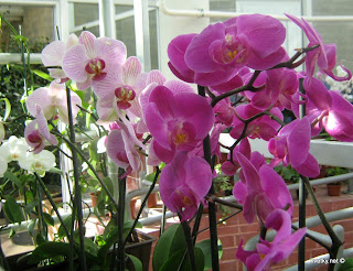 Орхидея Фаленопсис