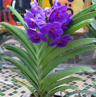 Орхидея Ванда