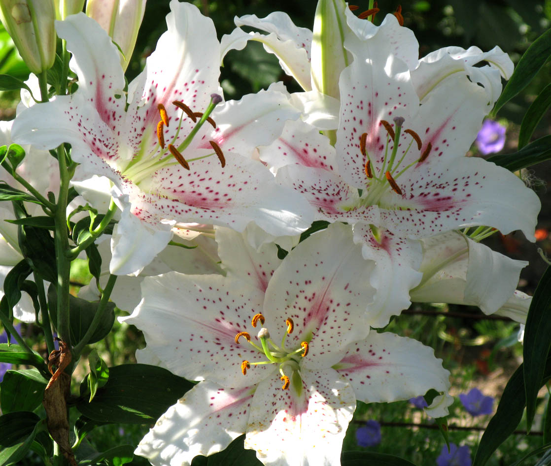 [лилия+IMG_3968.jpg]