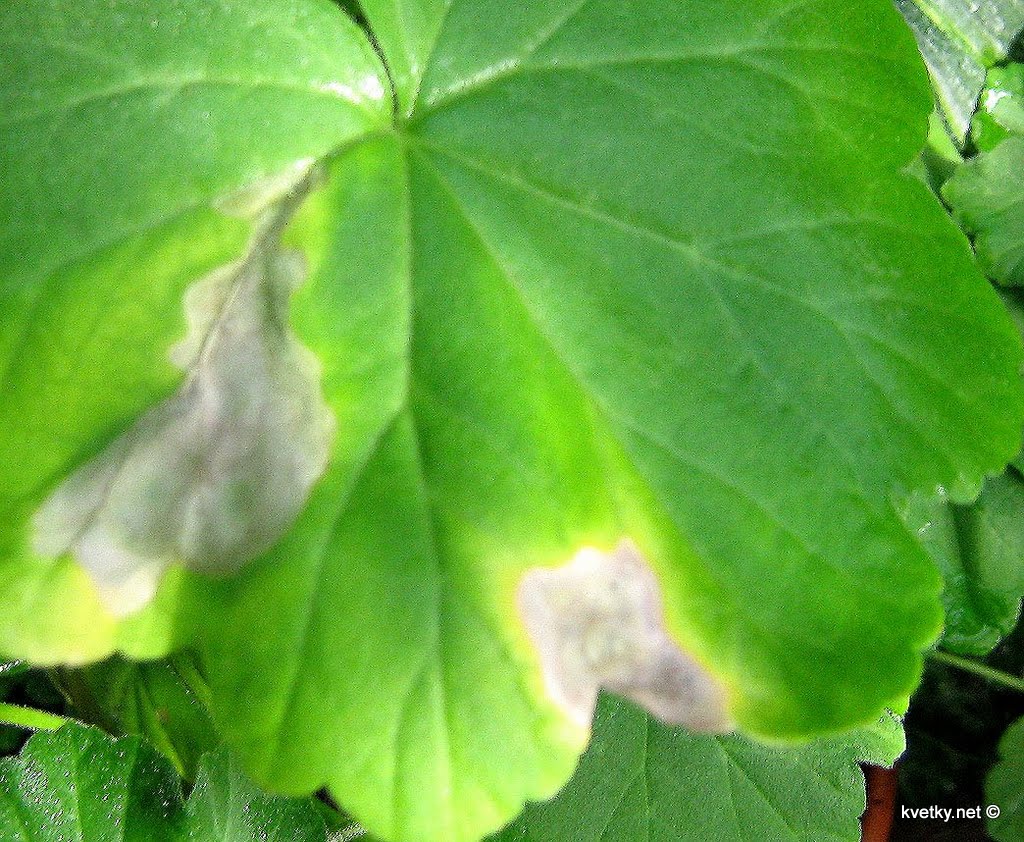 [IMG_1814+Церкоспороз.jpg]