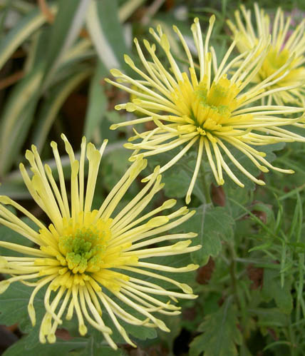 [хризантема+PICT3939+м.jpg]