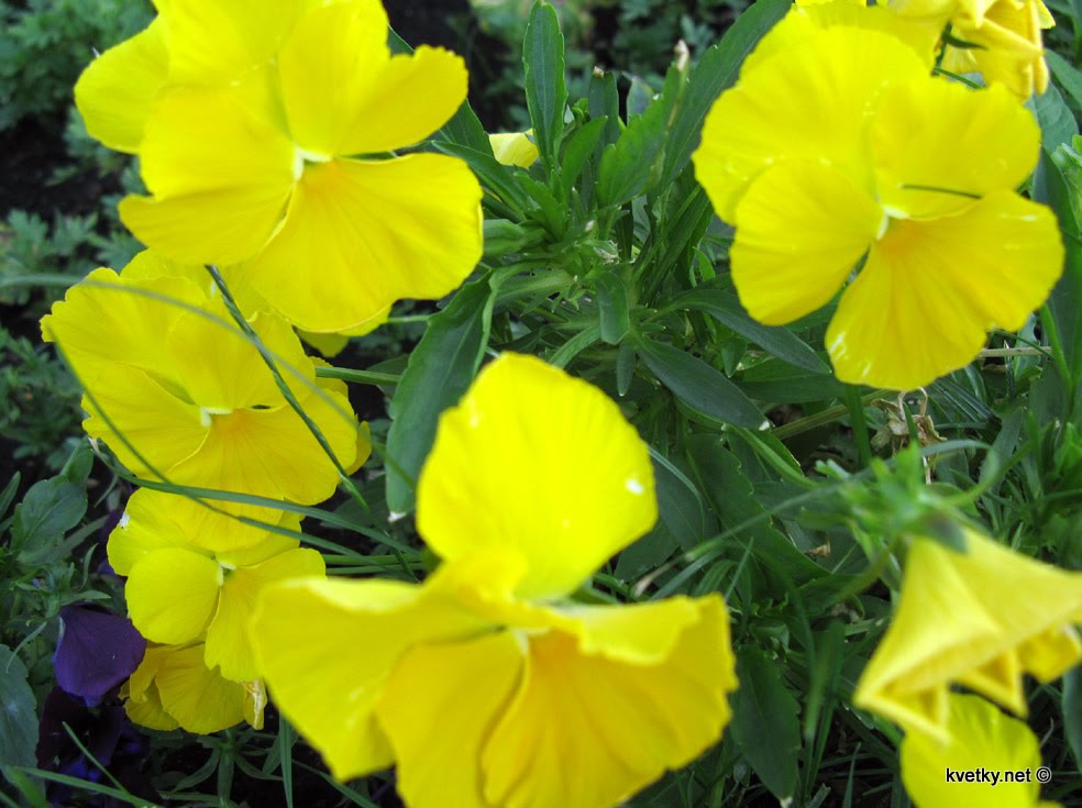 [анютины+глазки+ж+Img_3807.jpg]