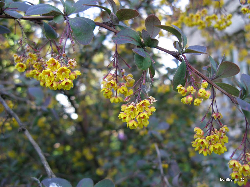 [IMG_2447+барбарис+Тунберга.jpg]