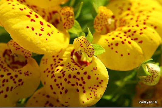 [кальцеолярмя+и.jpg]