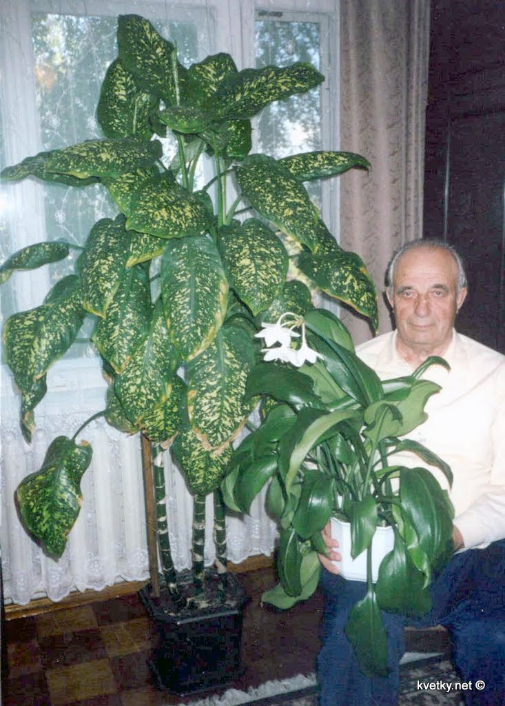 [диффенбахия+c430d45d.jpg]