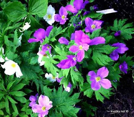 [анемона+Glaucidium+palmatum.jpg]