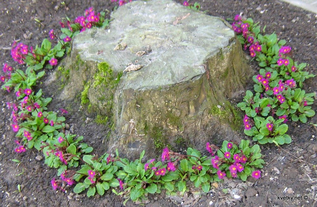 [Примула+шотландскаяIMG_0419.JPG]