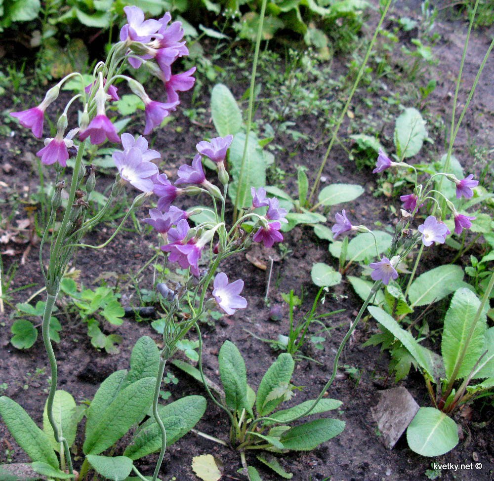 [примула+сиккимская+IMG_2111а.jpg]