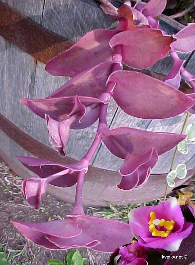 [Традесканция+Purple+Heart.jpg]
