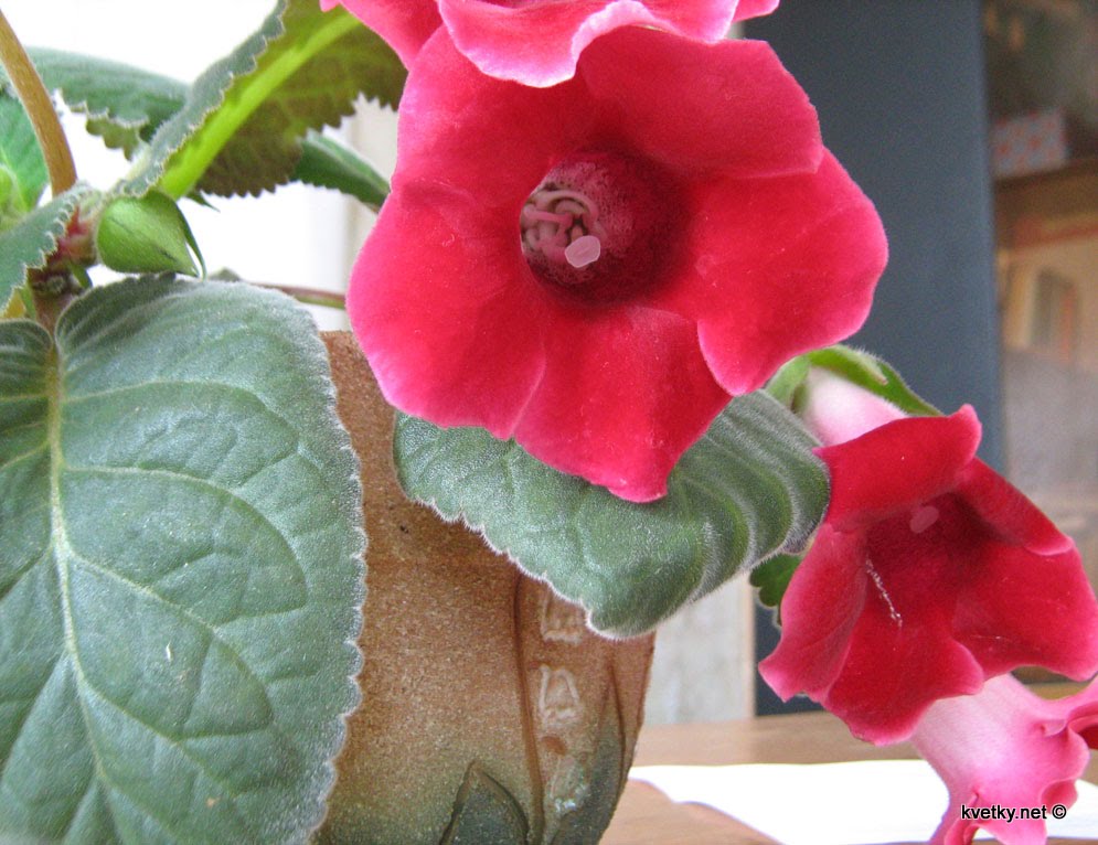 [глоксиния+IMG_1337.jpg]