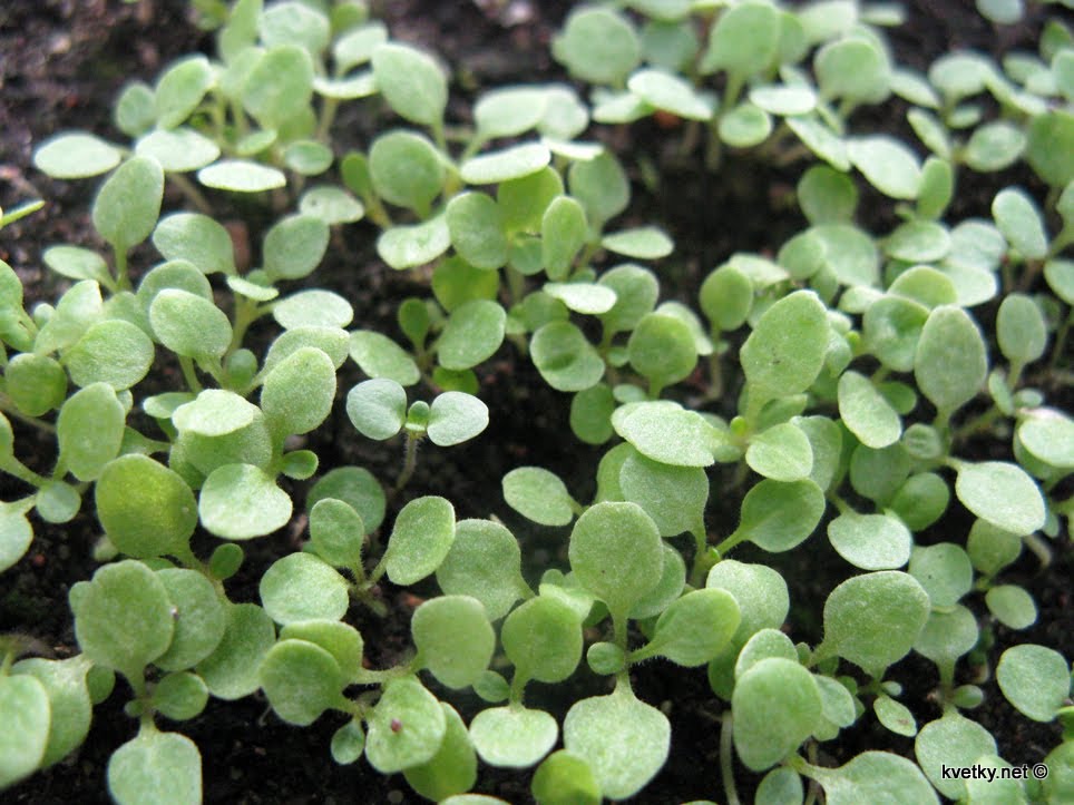 [рассада+IMG_0345.jpg]