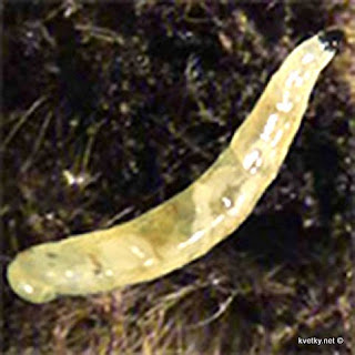 Сциариды личинки
