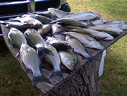 Oklahoma Lake Altus-Lugert hybrid striped bass fishing report