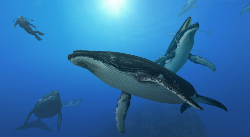 Whale Wars Wallpaper
