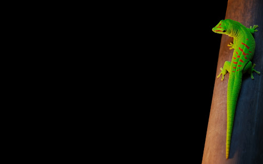 Lizard Wallpaper 04