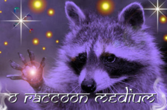 O Raccoon Médium