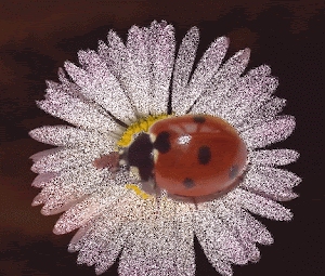 ma coccinelle