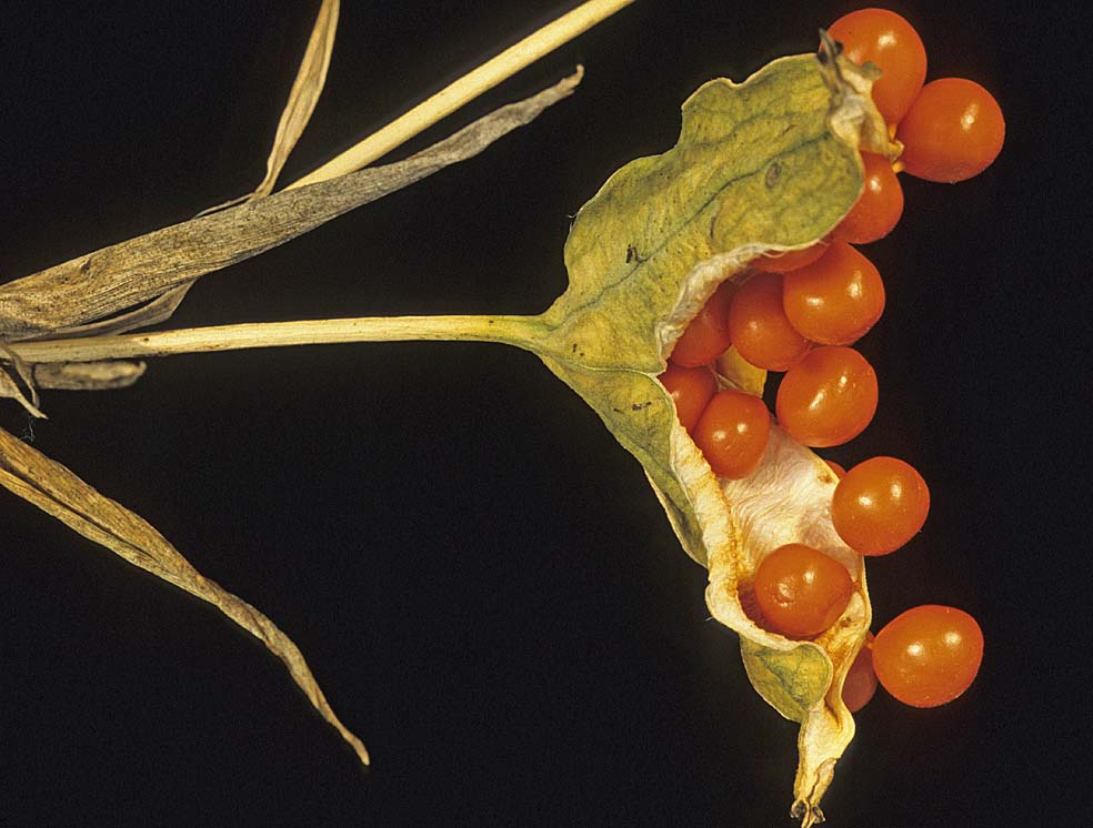 A Digital Botanic Garden Stinking Iris Foetidissima Stinking Iris Foetidissima Has Two Memorable Features The First Is Vibrant Orange Seeds That Are Revealed When Seed Pod Bursts Open