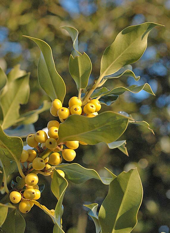OF CURIOSITIES Yellow Holly Berries