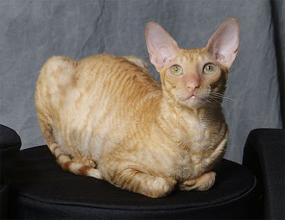The Red Cornish Rex cat pictures are courtesy of " canyougivemeanametoo 