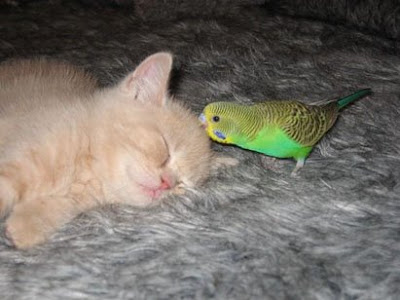 [Image: Cat+and+Parrot+1.jpg]