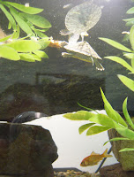 : Setting up the Turtle Tank