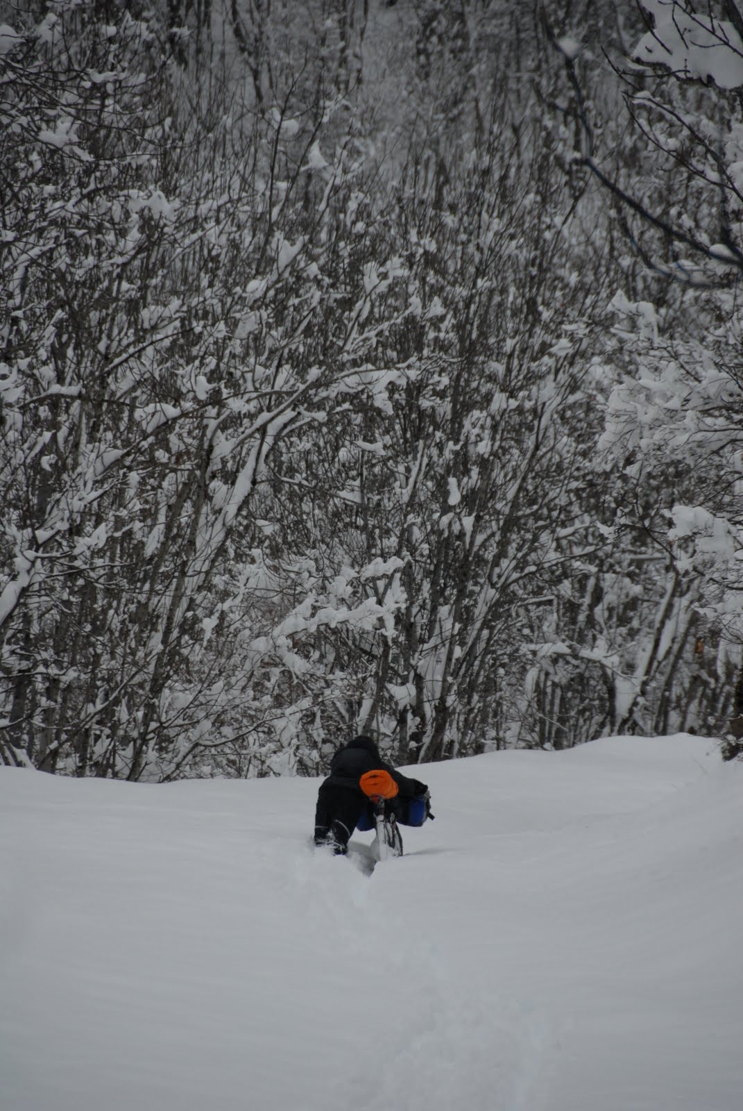 [ALP_0058.JPG]