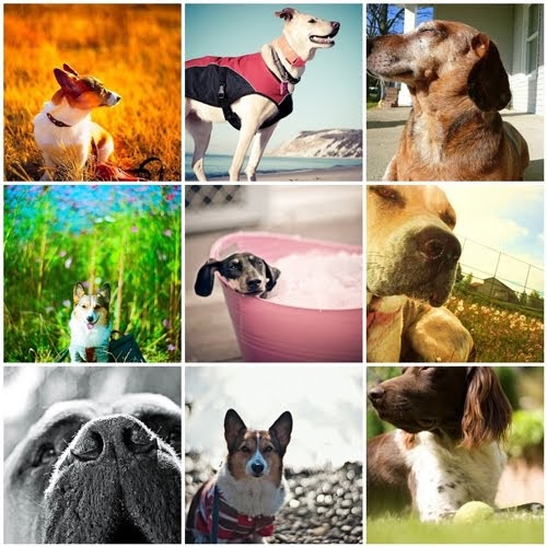How To Treat Dog Sunburn How To Treat Dog Sunburn