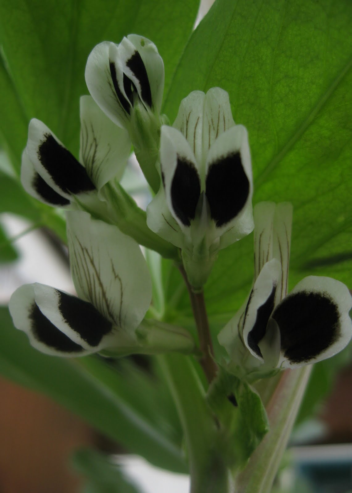 Oh How My Garden Grows: Fava Beans and a Nice Chianti