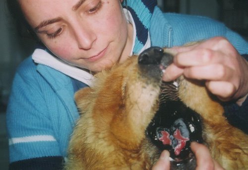 [ara-procissioaria.6]