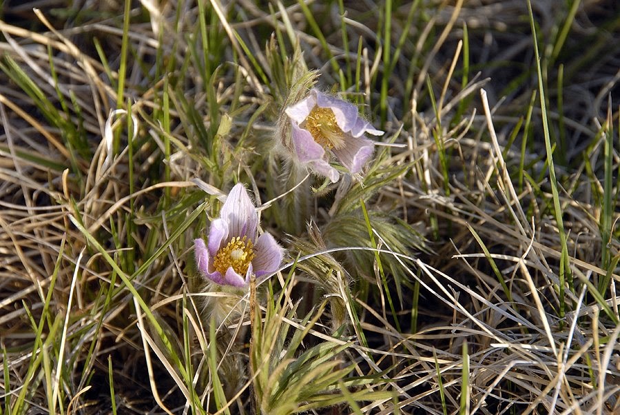 Dakotagraph: South Dakota state flower - the Pasque Flower
