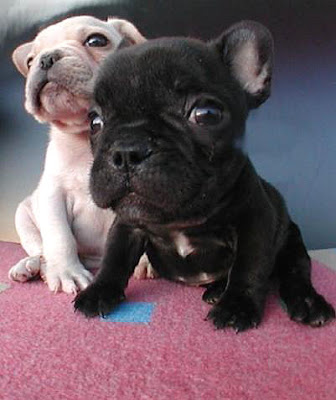quot;The only good is knowledge pitchers of puppies. quot;The only good is knowledge