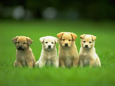 cute puppies and kittens wallpaper. Pictures Of Cute Puppies And