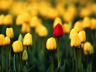 wallpaper of flowers. flowers wallpapers