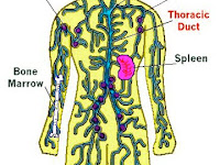 Diagram Of Lymph Nodes In The Body Diagram Of Lymph Nodes In The Body
